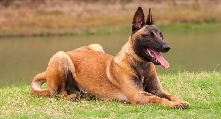 Belgian Malinois